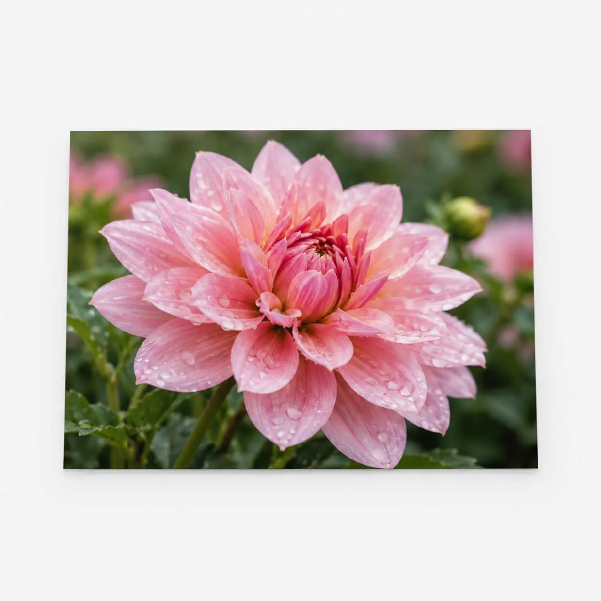 Photo Prints (C-Type)