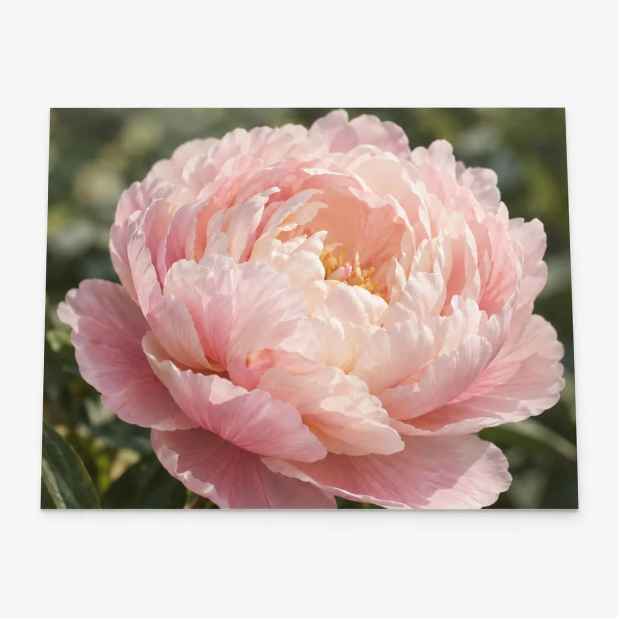 Photo Prints (Lustre)