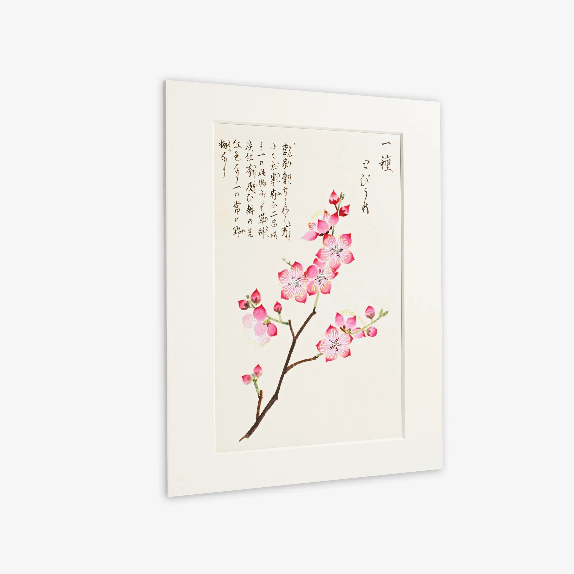 Mounted Prints